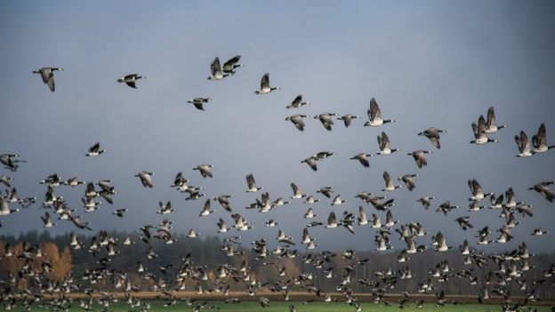 Flock of geese