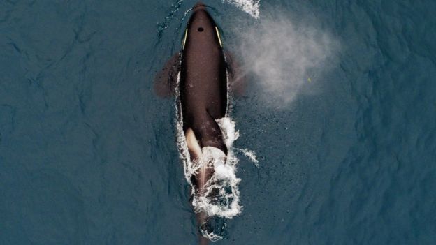 இறந்த குட்டியை சுமந்து திரிந்த திமிங்கலம் - நெகிழ்ச்சி சம்பவம்