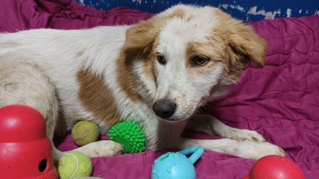 Palestinian mayor backtracks after dead dog reward outrage - BBC News