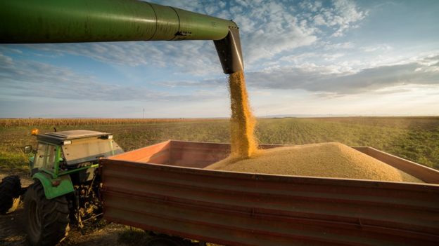 Soja em farinha sendo despejada em caçamba de trator em plantação