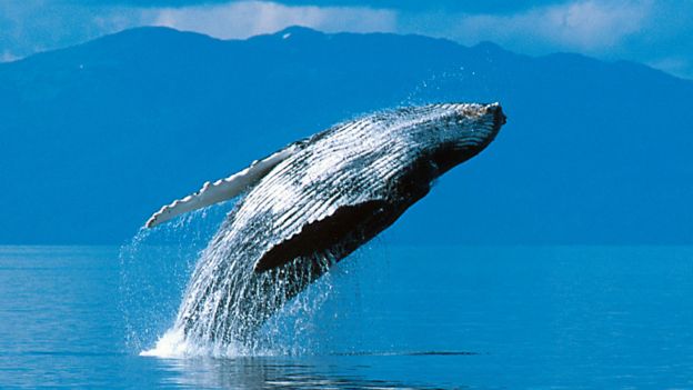 Resultado de imagen de ballenas