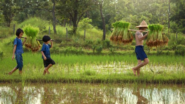 Niños siguiendo a su padre agricultor en una plantación de arroz en Asia