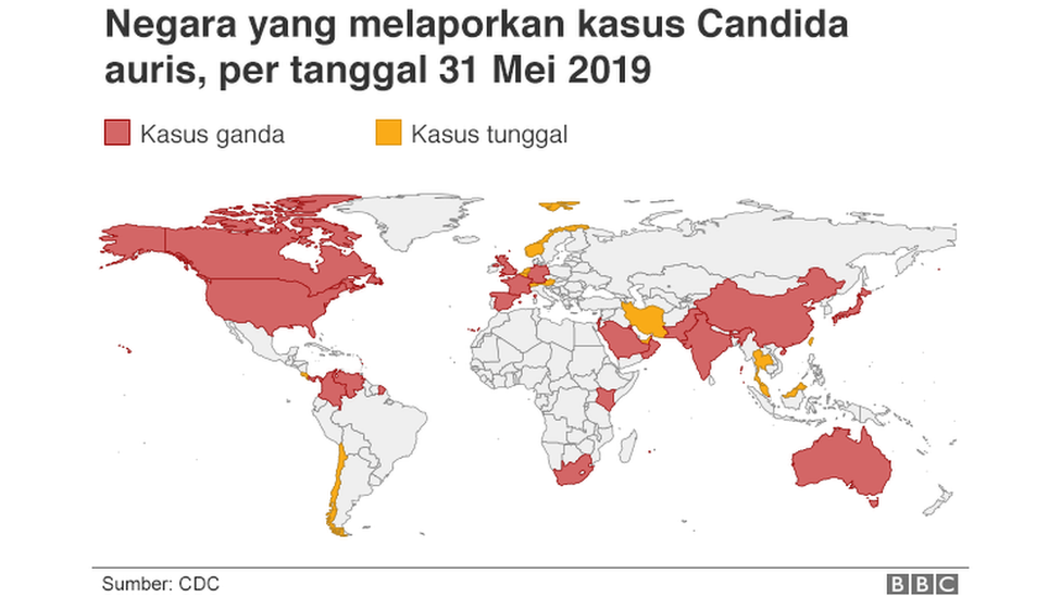 Peta candida auris