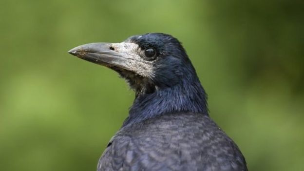 குப்பை பொறுக்க