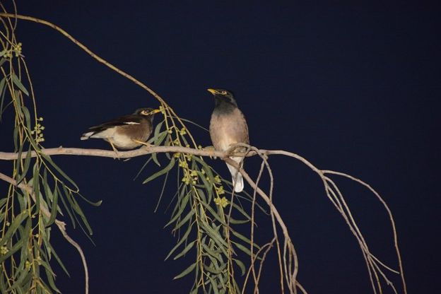க்ருஷிகா ஸ்ரீ