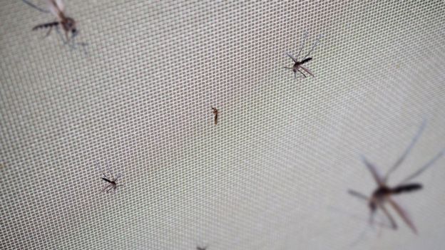 Mosquitos em rede