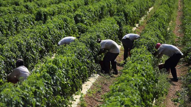 Recolectores de tomates en Florida, Estados Unidos