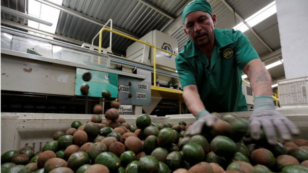 Imagem mostra homem trabalhando em indÃºstria de abacates