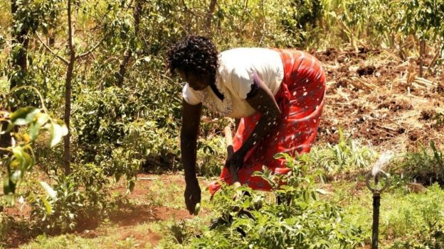 Doreen Kagendo mkulima wa mashamba ya mboga katika eneo la mlima Kenya