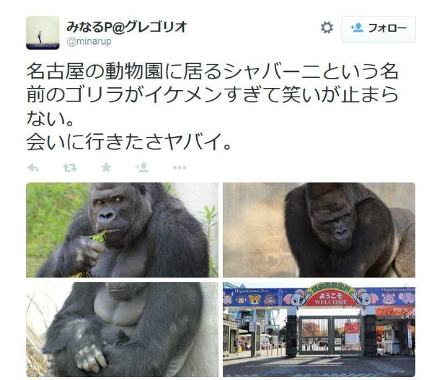 A tweet in Japanese about Shabani the gorilla