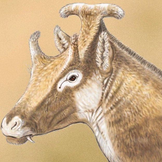 An illustration of X. amidalae, with its unusual horns, by Israel M. Sánchez