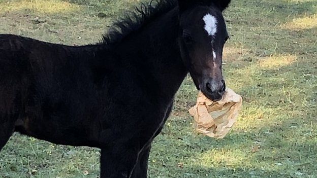 Foal with litter