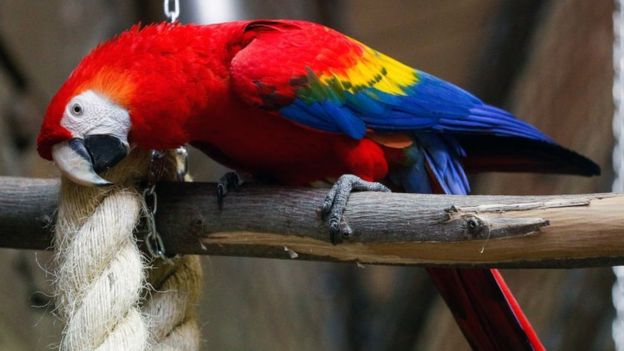 A scarlet macaw at the House of tropical birds at the Kaliningrad Zoo.