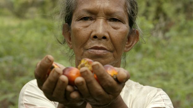 Kelapa Sawit: Apa Itu ‘plasma’ Dan Mengapa Perusahaan-perusahaan Sawit ...