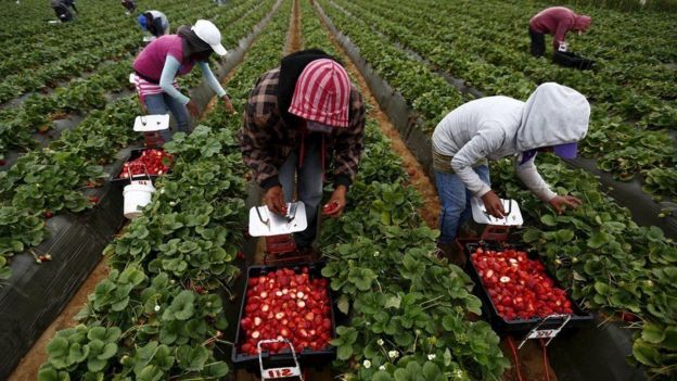 pessoas trabalhando em plantação