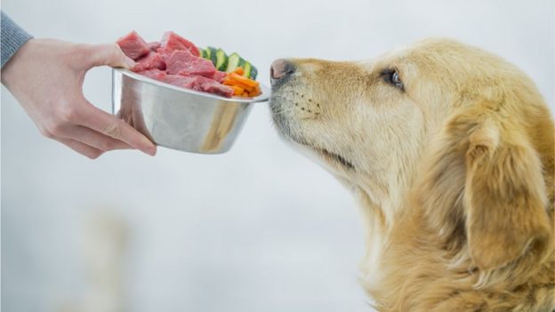 Perro frente a comida cruda.