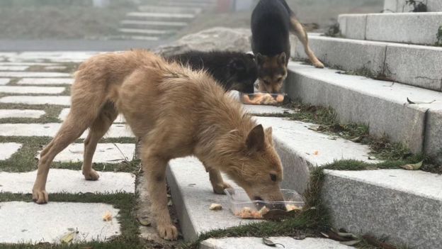 Dogs in Shenzhen
