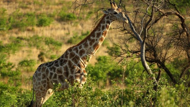 A giraffe stands in long grass beside a tree