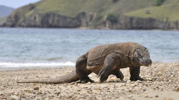 Komodo Dan Peringatan UNESCO: Mengapa Pegiat Khawatir Dampak Pariwisata ...