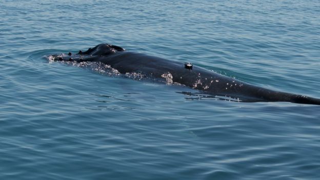 Humpback whale calf