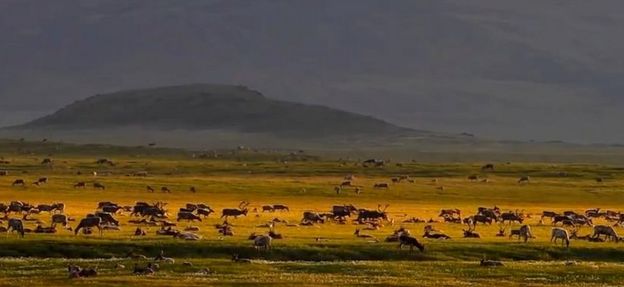 Reindeer herd in Taymyr (video grab)