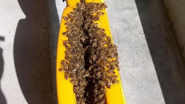 Bees at Molineux