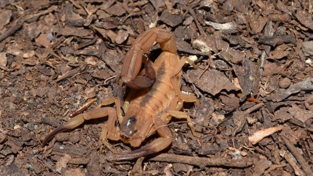 Tityus stigmurus