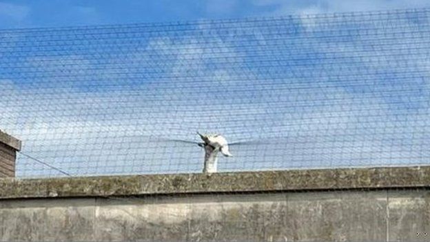 The trapped gull
