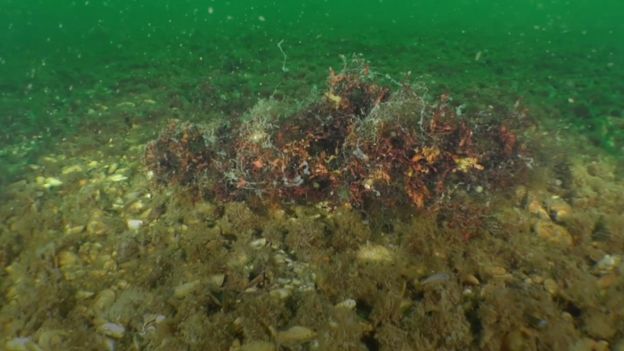 Algas rojas en el mar Negro