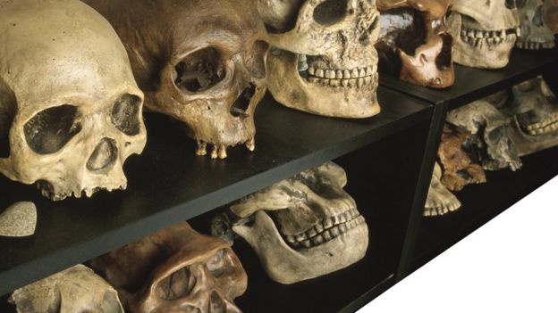 Une collection de crânes humains anciens sur une étagère.