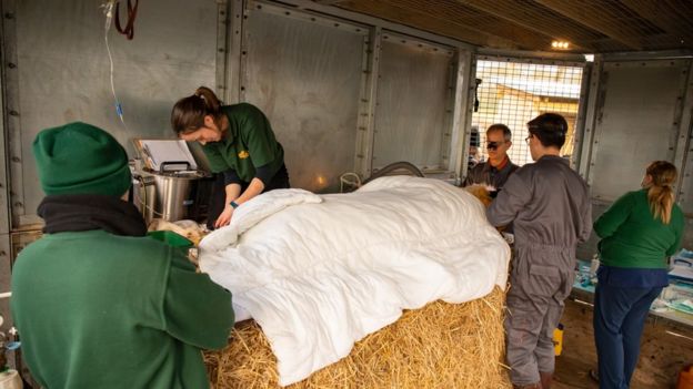 The tiger wrapped in duvets to keep it warm