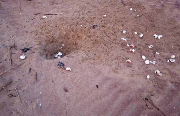 A nest plundered by dogs and birds