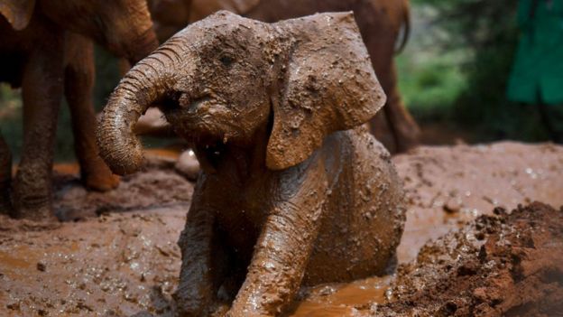 A baby elephant is covered head to tail in soft brown mud in this photograph