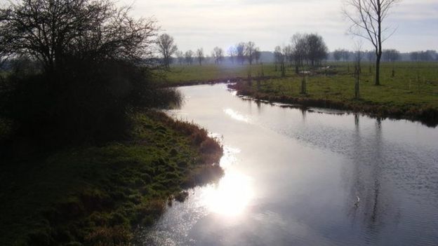 Neonicotinoids at 'chronic levels' in UK rivers, study finds - BBC News