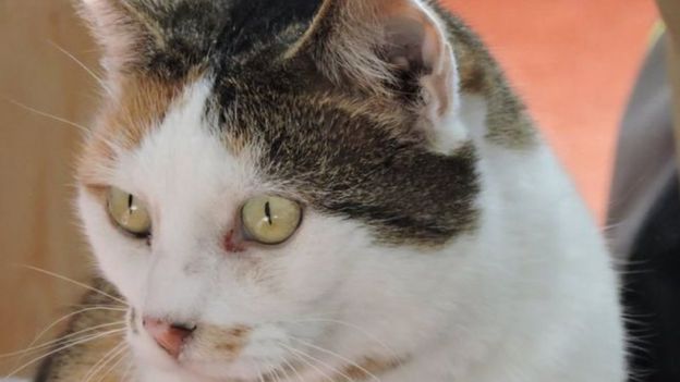 Se cree que el "asesino de gatos" estuvo detrás de la muerte de Missy, que desapareció en Coulsdon, al sur de Londres, en diciembre de 2015.