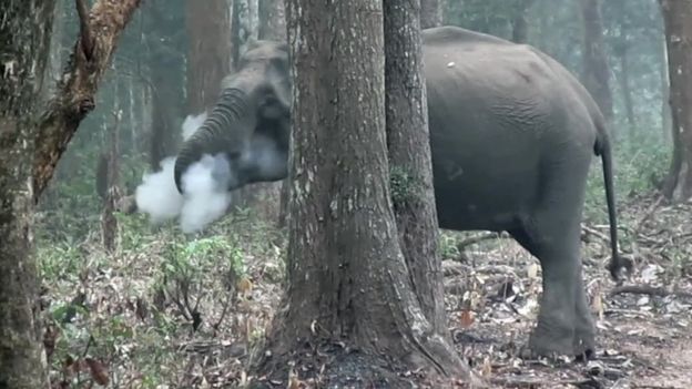 Elefante soltando fumaça em floresta da índia