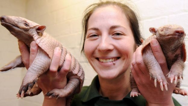 Oxfordshire wildlife park hand-rears first armadillo pups - BBC News