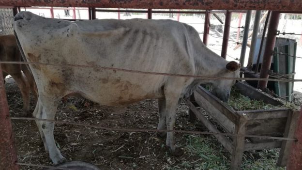 Una vaca muy delgada