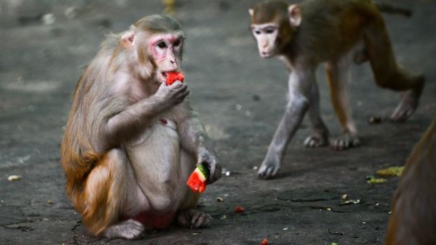 Un macaco Rhesus