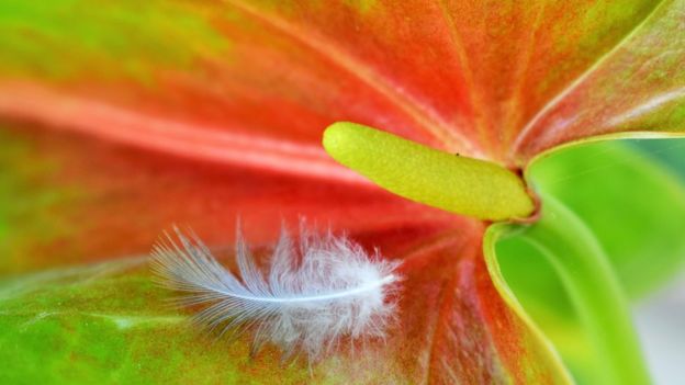 Flor colorida.