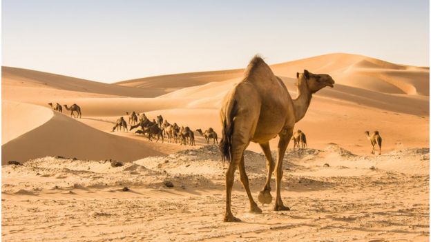 Camelos andando no deserto