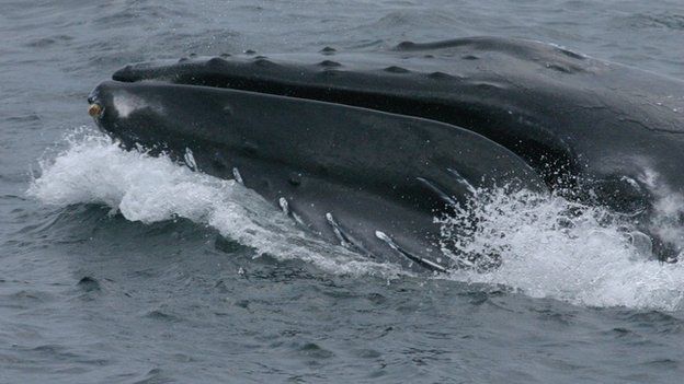 Humpback whale seen off the coast of Scotland