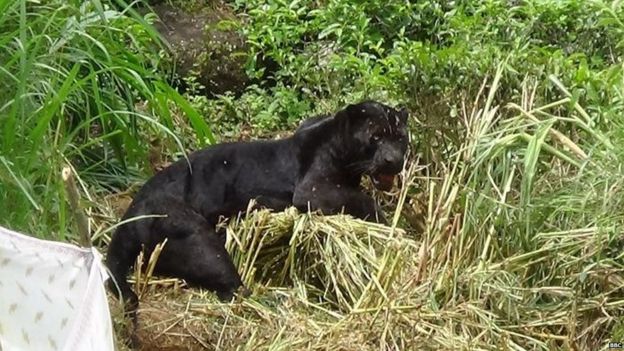 කළු කොටියා