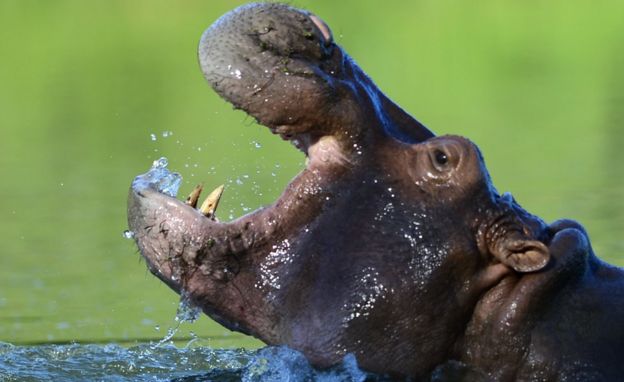 Hipopótamo de Pablo Escobar
