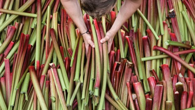 Rhubarb stems