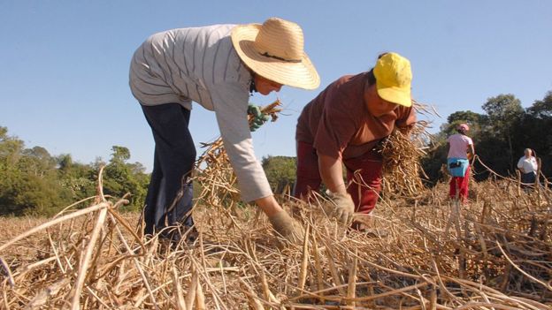 Agricultores trabalham no campo