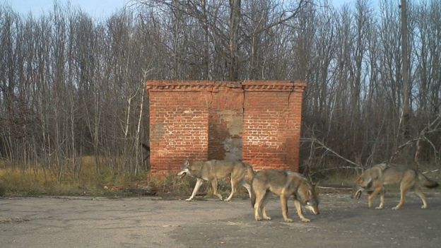 Вовки