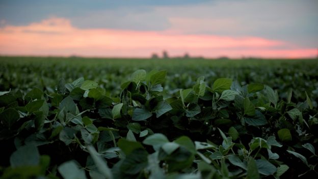 Campo de soja en Argentina