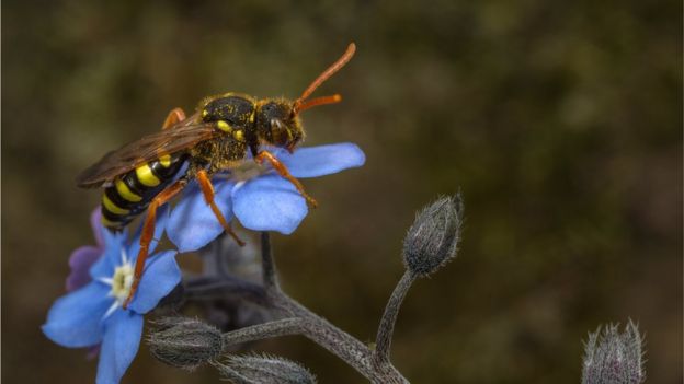 Bee pollinating flowers