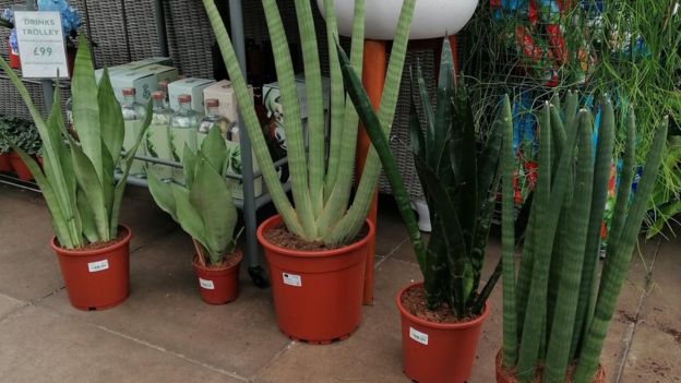 A range of snake plants on offer